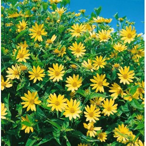 Kleinköpfige Sonnenblume (Helianthus microcephalus) mit leuchtend gelben Blüten und grünen Blättern.