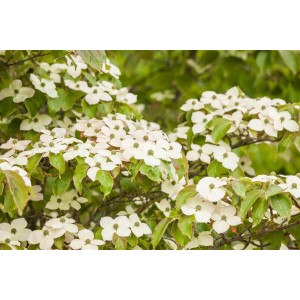 Blühender Blumen-Hartriegel (Cornus Kousa) mit weißen Blüten und grünen Blättern.