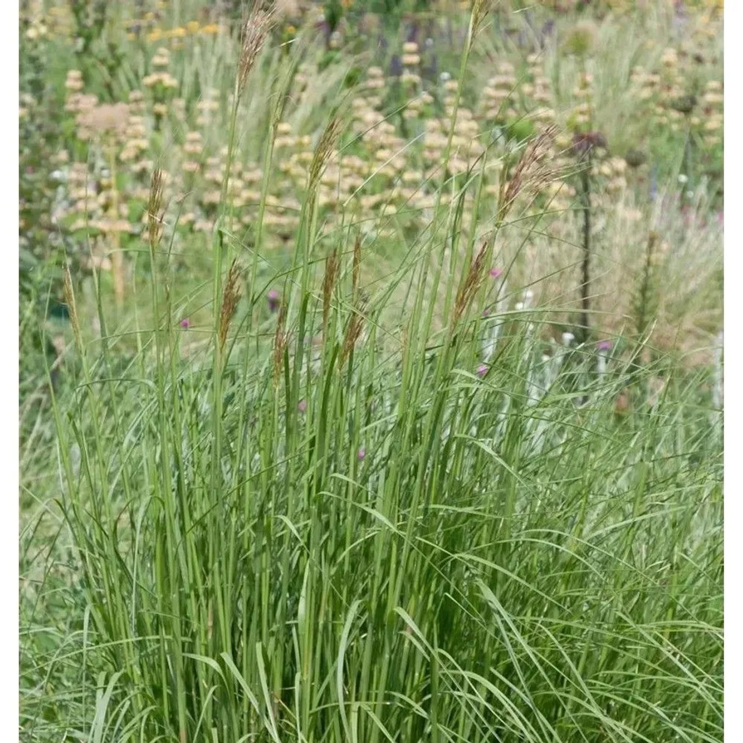 Goldbart - Chrysopogon gryllus