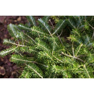 Nahaufnahme der Abies Balsamea Piccolo Balsamtanne mit grünen Nadeln.