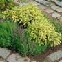 Bunter Salbei 'Icterina' im Beet, gelb-grüne Blätter, violette Blüten. Dekorative Staude für sonnige Standorte.