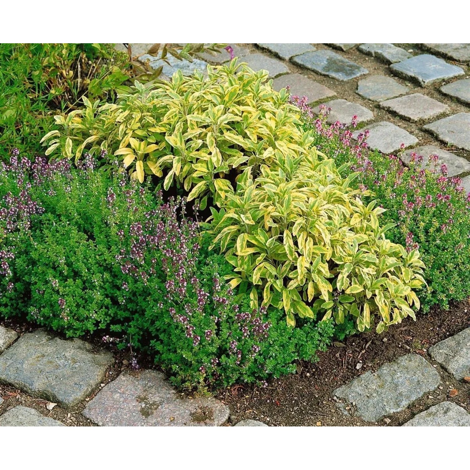 Bunter Salbei 'Icterina' im Beet, gelb-grüne Blätter, violette Blüten. Dekorative Staude für sonnige Standorte.
