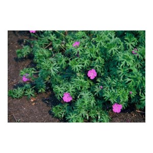 Blut-Storchschnabel 'Tiny Monster' als Bodendecker mit rosa Blüten. Exotenherz, 9cm Topf.