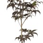 OBI Fächerahorn 'Shaina' im Topf, ca. 40-50 cm hoch, mit markantem roten Laub.