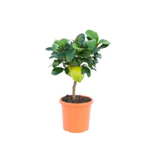 GROW by OBI Zitrus Mix im Topf (ca. 19cm) mit grünen Blättern und gelben Früchten.