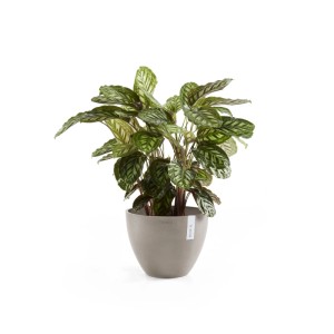 Ecopots Antwerp Pflanztopf, braungrau, 40 cm, mit Pflanze. Ideal für Innen- und Außenbereich.