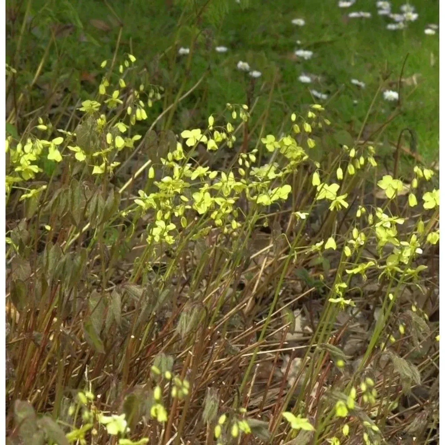 Schwarzmeer-Elfenblume - Epimedium pinnatum