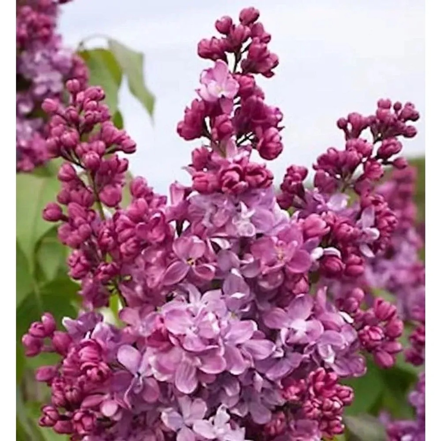 Hochstamm Edelflieder Prince Wolkonsky 100-125cm - Syringa vulgaris