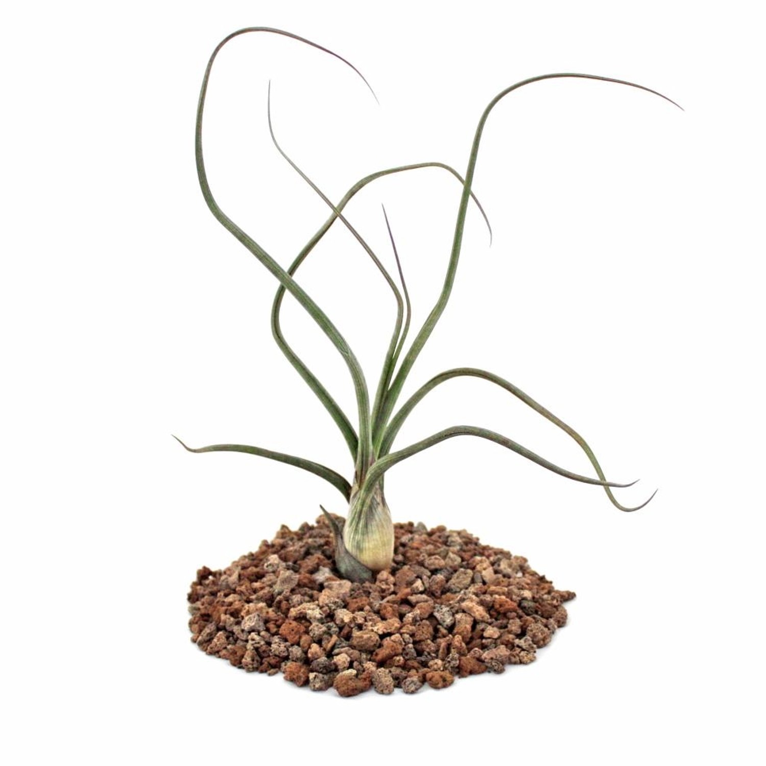 Exotenherz Tillandsia Baileyi Lose Pflanze