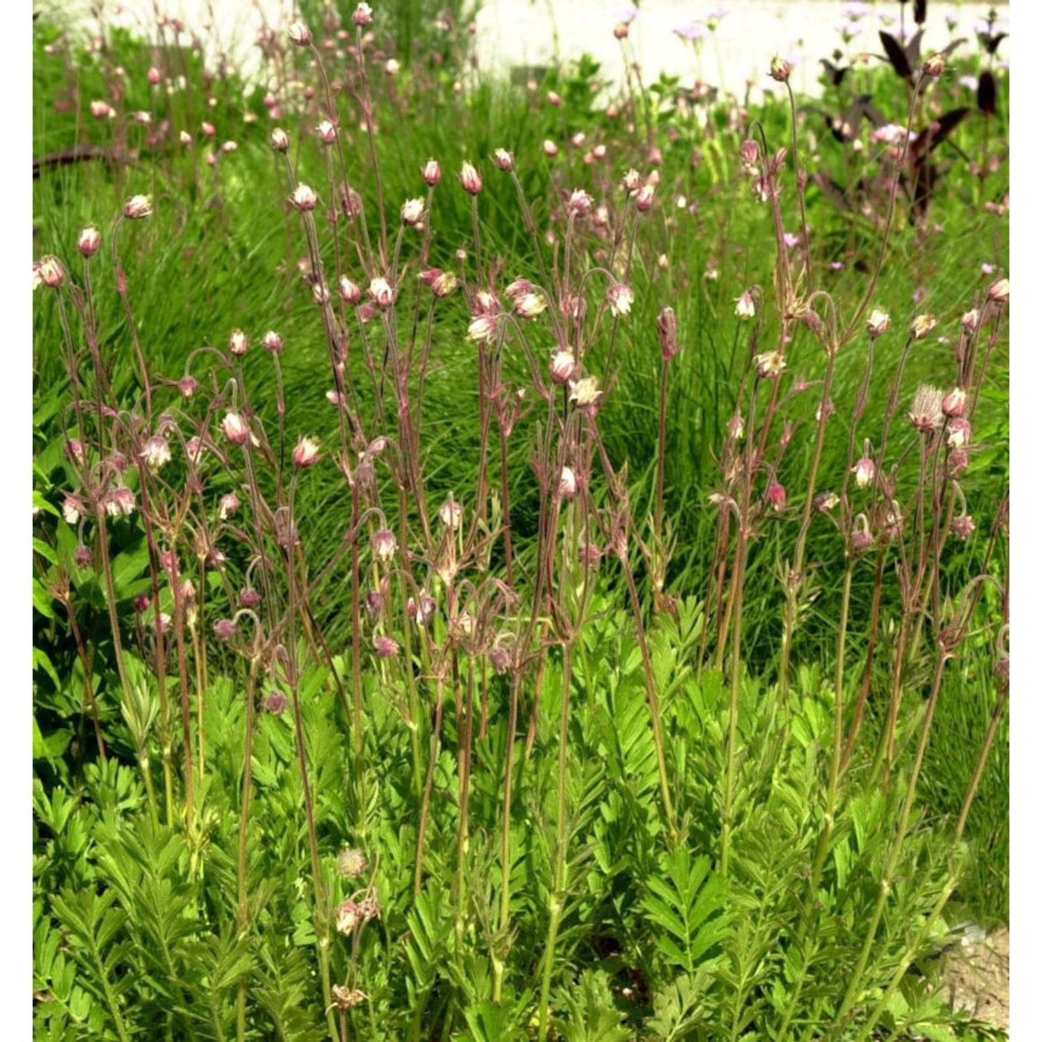 Dreiblütige Nelkenwurz - Geum triflorum günstig online kaufen