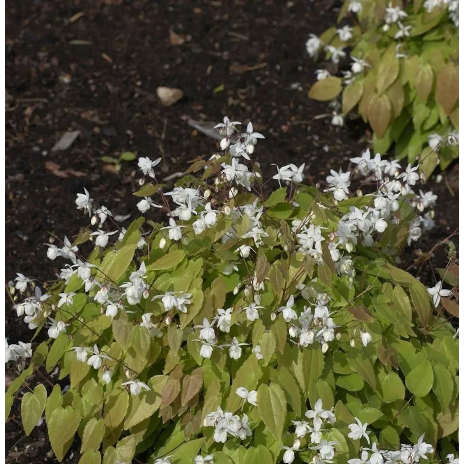 weißblühende Elfenblume - Epimedium pauciflorum