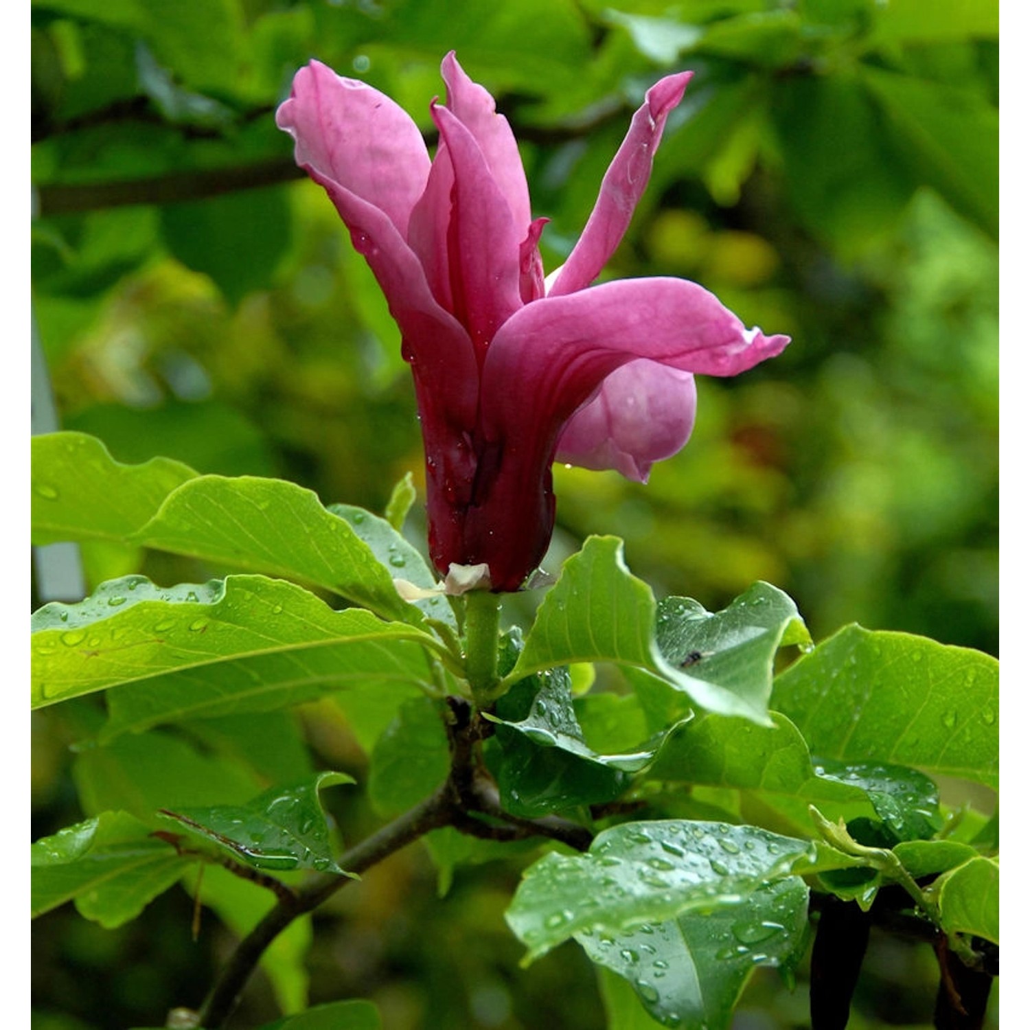 Magnolie Pink Pyramid 125-150cm - Magnolia günstig online kaufen