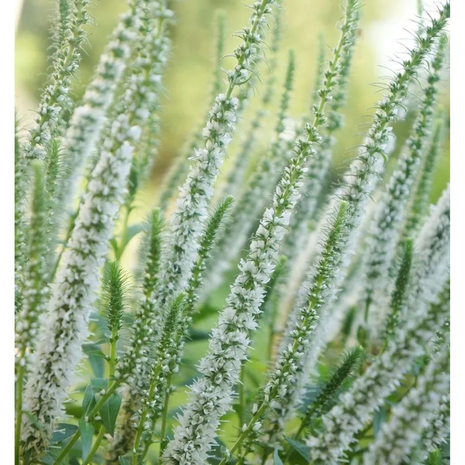 Polsterveronika First Lady - Veronica spicata