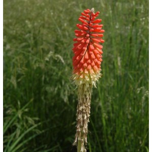Fackellilie 'Nancys Red' (Kniphofia uvaria) mit roter Blüte im Garten.