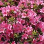 Japanische Azalee 'Madame Albert v. Hecke' Hochstamm mit pinkfarbenen Blüten.