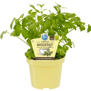 Blu Bio-Liebstöckel im Topf, auch Maggikraut genannt, für Küche & Garten.