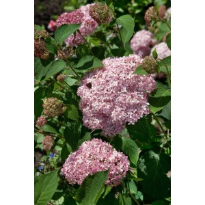 Rosa Schneeballhortensie 'Pink Annabelle', buschige Blühpflanze für Beet und Kübel.