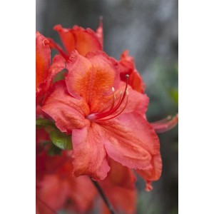Nahaufnahme einer leuchtend rot-gelben Blüte des Rhododendron Luteum Feuerwerk.