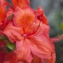 Nahaufnahme einer leuchtend rot-gelben Blüte des Rhododendron Luteum Feuerwerk.