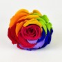 Regenbogenfarbene Rose, Teil einer Rosenbox Herz Weiß-Schwarz. Dekorative, haltbare Blume.