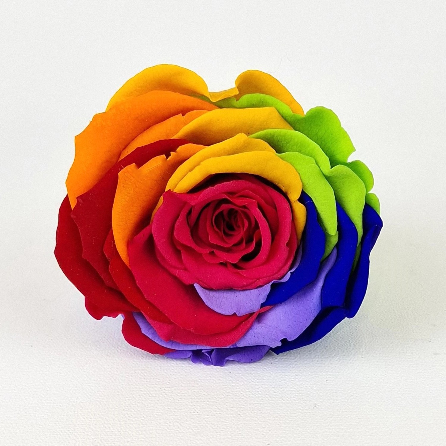 Regenbogenfarbene Rose, Teil einer Rosenbox Herz Weiß-Schwarz. Dekorative, haltbare Blume.