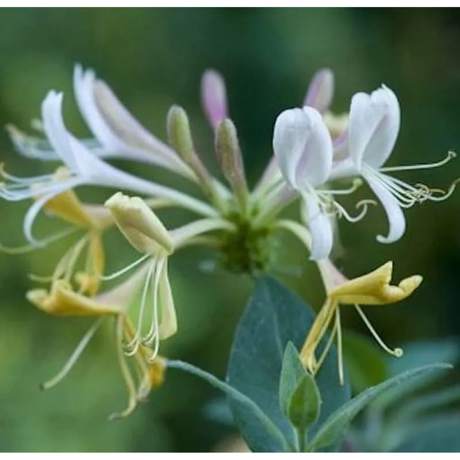 Waldgeisblatt 40-60cm - Lonicera periclymenum