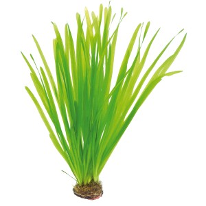 Dennerle Vallisneria Spiralis Aquariumpflanze mit langen, grünen Blättern.