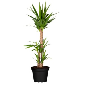 Palmlilie 'Tres Canas' mit 3 Stämmen im Topf, ca. 110cm hoch. Dekorative Zimmerpflanze.