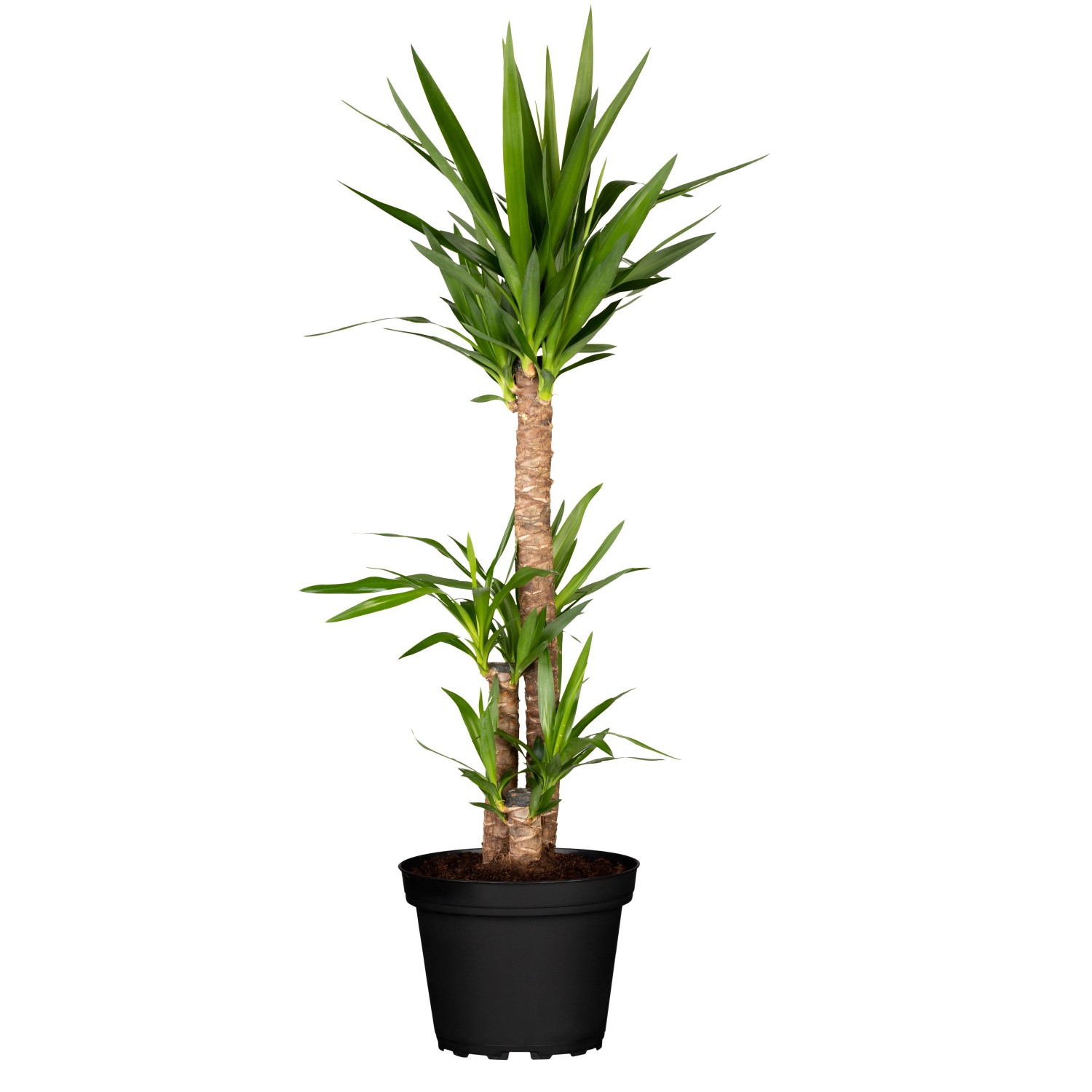 Yucca Palme Yucca elephantipes Tres Canas 3-stmmig 110 cm Topf- 27 cm  kaufen bei OBI