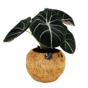 Exotisches Pfeilblatt 'Black Velvet' im Kokodama-Gefäß (ca. 15cm).