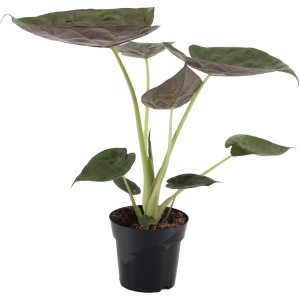 Pfeilblatt (Alocasia) im Topf, eine dekorative Grünpflanze mit großen, dunklen Blättern.