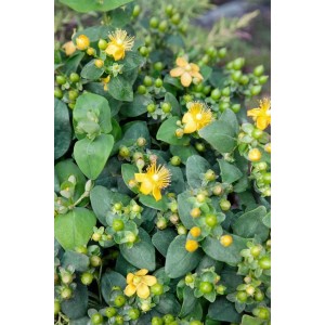 Gelbe Hypericum Rose von Sharon im 9x9 cm Topf, ein blühender Bodendecker.