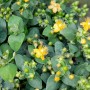 Gelbe Hypericum Rose von Sharon im 9x9 cm Topf, ein blühender Bodendecker.