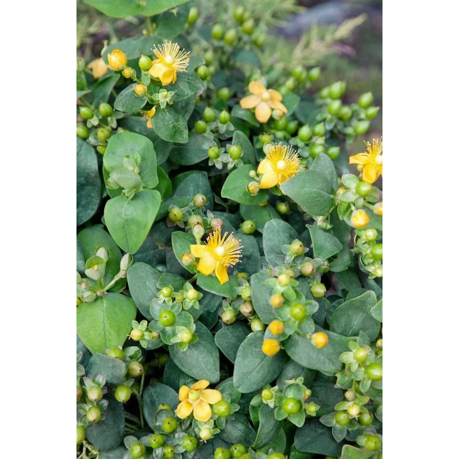Gelbe Hypericum Rose von Sharon im 9x9 cm Topf, ein blühender Bodendecker.