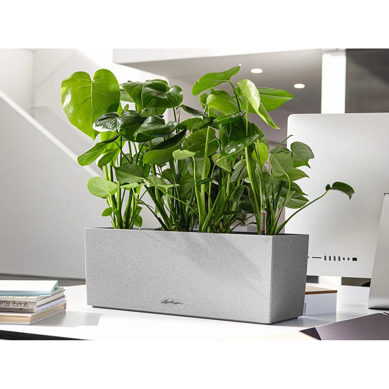 Lechuza Balconera Stone 50, steingrauer Blumenkasten mit Pflanzen auf einem Tisch.