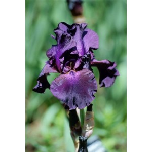 Nahaufnahme der tiefvioletten Schwertlilie 'Superstition' im Topf, eine elegante, blühende Zimmerpflanze.