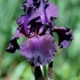 Nahaufnahme der tiefvioletten Schwertlilie 'Superstition' im Topf, eine elegante, blühende Zimmerpflanze.