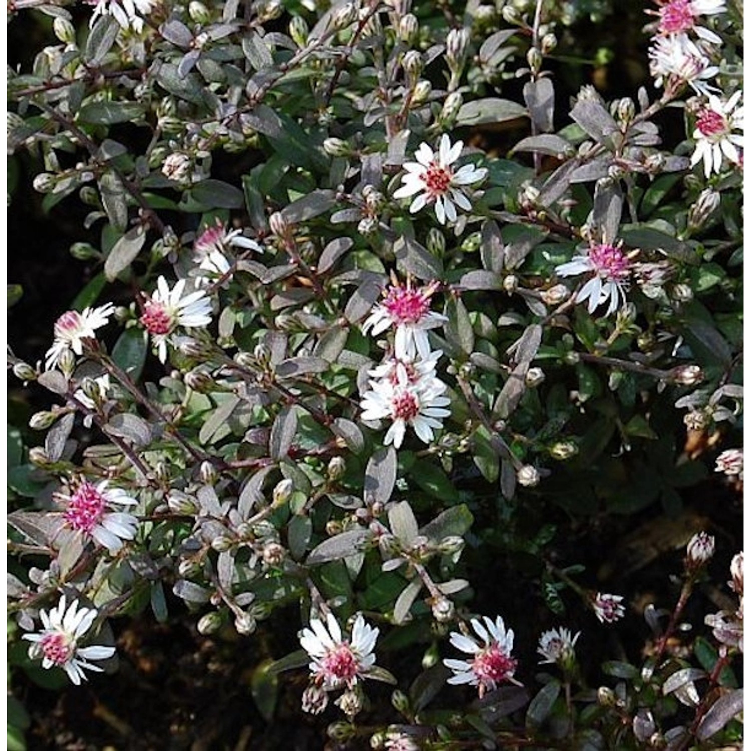 Waagerechte Herbst Aster Prince - Aster lateriflorus günstig online kaufen