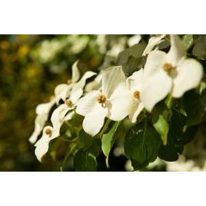 Nahaufnahme: Chinesischer Blumen-Hartriegel (Cornus kousa chinensis) mit weißen Blüten und grünen Blättern.