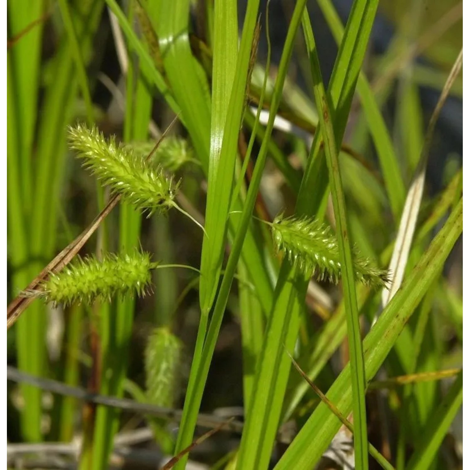 Scheinzypergras - Carex pseudocyperus