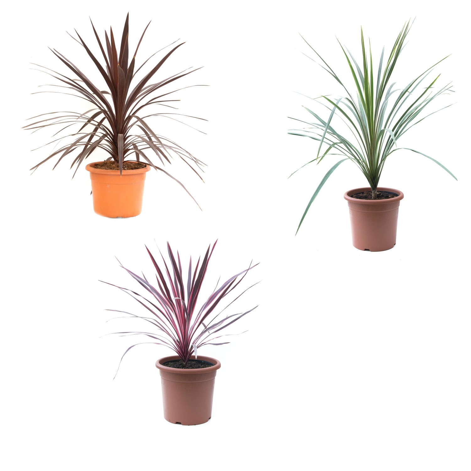 GROW by OBI Keulenlilie Höhe ca. 40 cm Topf ca. 9, Cordyline australis