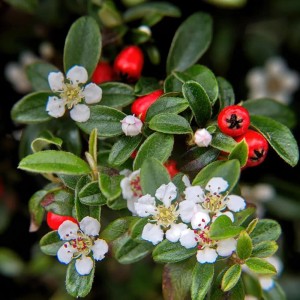 Detailaufnahme der Kriechmispel 'Major' mit weißen Blüten und roten Beeren. Bodendecker für den Garten.