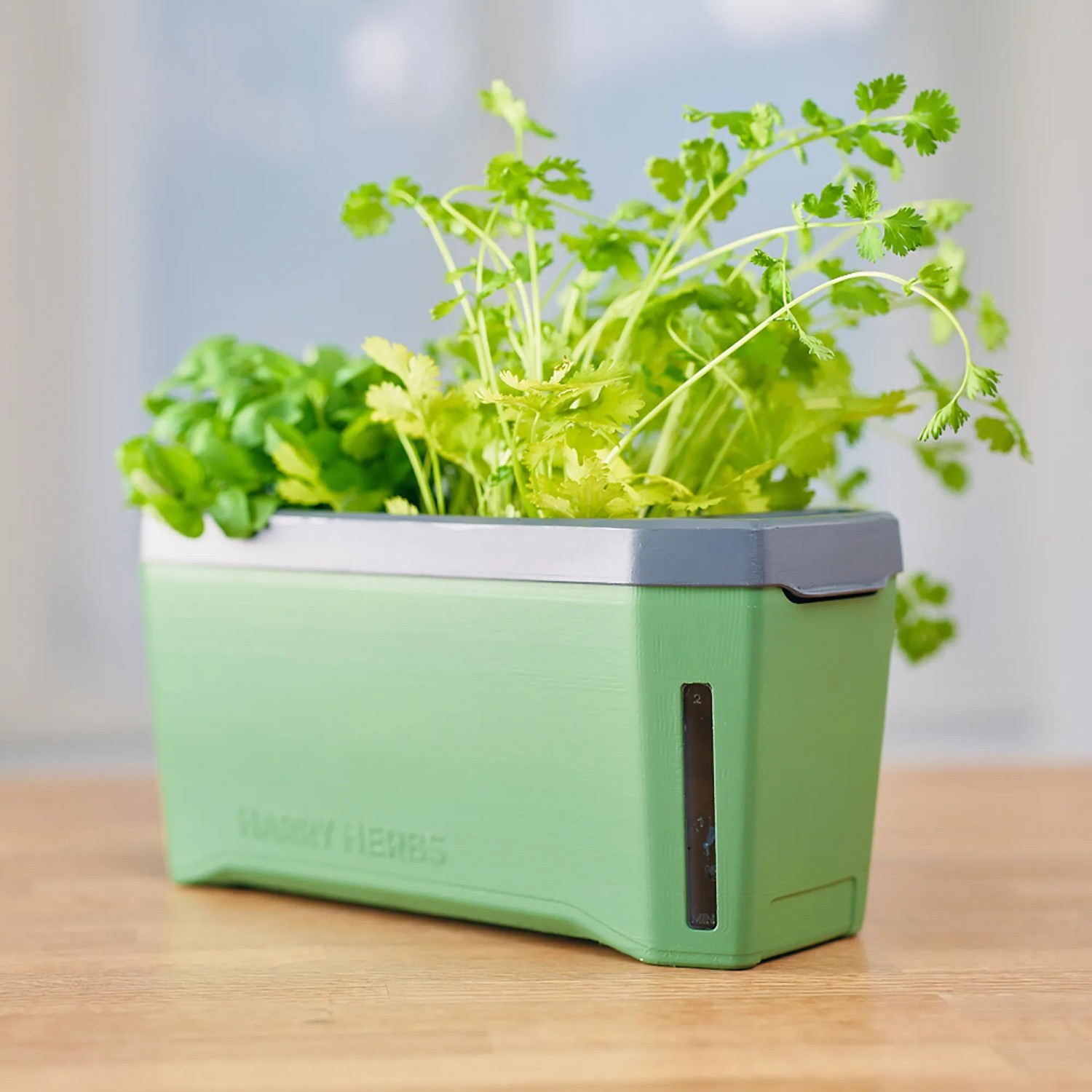 Dunkelgrünes Gusta Garden Anzuchtsgefäß Harry Herbs 5L mit Kräutern und Wasserstandsanzeige.