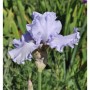 Nahaufnahme einer hellvioletten Schwertlilie 'Babbeling Brooke' (Iris barbata) im Garten.