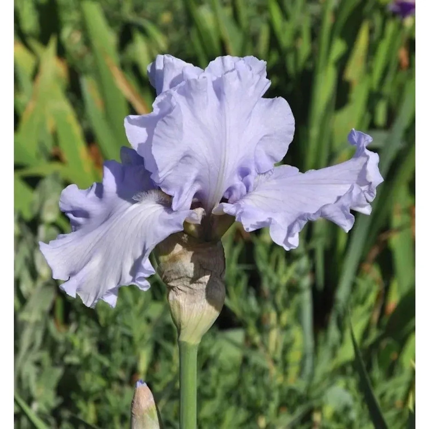 Schwertlilie Babbeling Brooke - Iris barbata