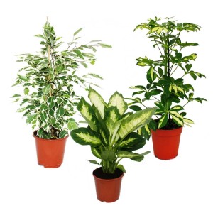 Exotenherz Zimmerpflanzen Trio: Set mit Dieffenbachia, Schefflera und Ficus im Topf.