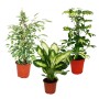 Exotenherz Zimmerpflanzen Trio: Set mit Dieffenbachia, Schefflera und Ficus im Topf.