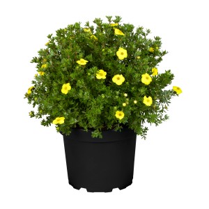 Gelber Fingerstrauch Bella im Topf, ca. 25-30 cm hoch. Potentilla Zierstrauch für Garten und Kübel.