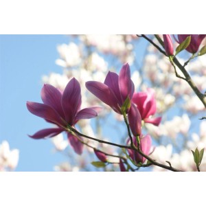 Nahaufnahme der rosa-weißen Blüten der Tulpenmagnolie Starburst vor blauem Himmel.