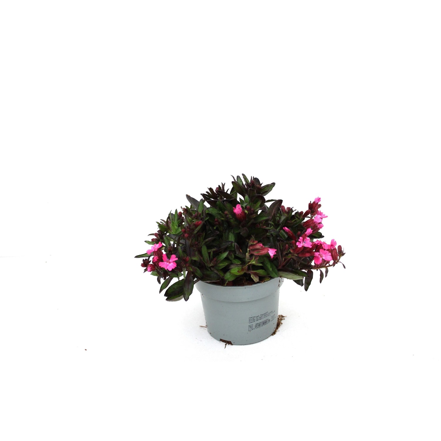 GROW by OBI Leimkraut Silene car.